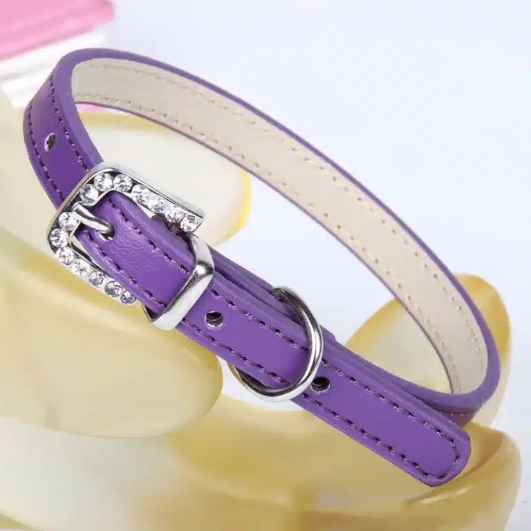 Collier en cuir chihuahua 4
