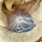 Sac à dos chaud marron petit chien 15