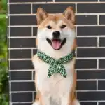 Bandanna avec noeud pour chien 6