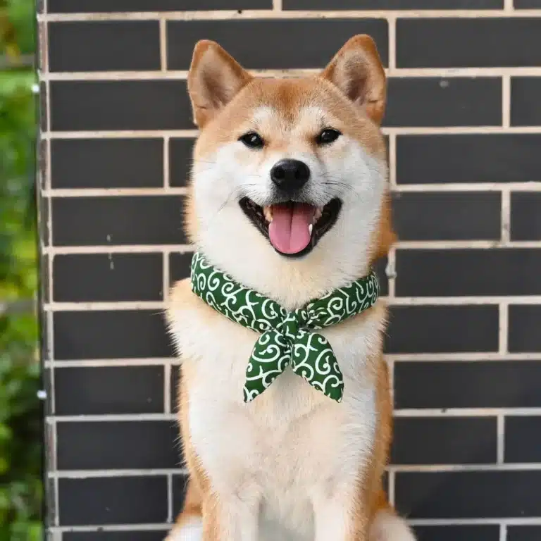Bandanna avec noeud pour chien 6