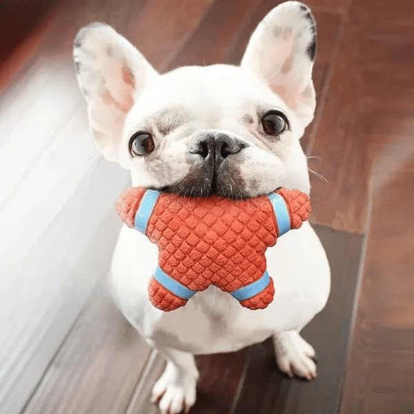Jouets étoile caoutchouc chien