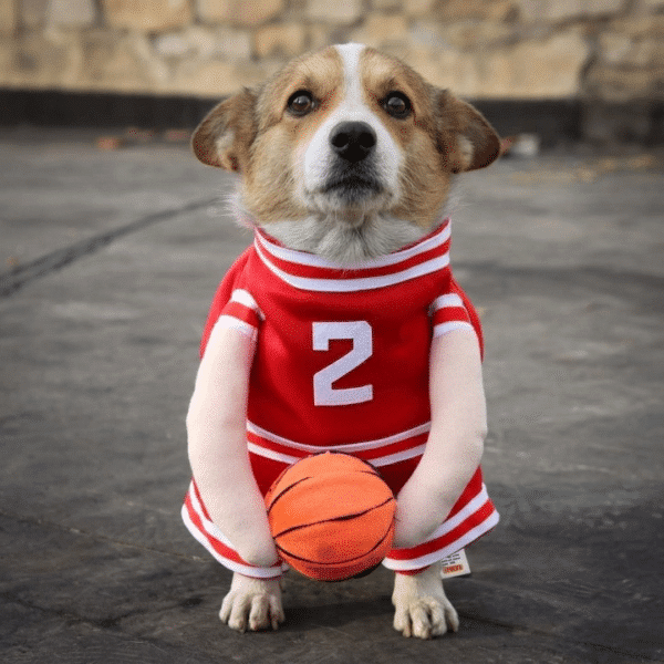 Déguisement basketteur chien