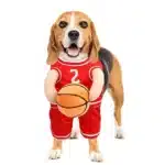 Déguisement basketteur chien 4