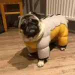 Manteau rembourré jaune et beige petit chien 12