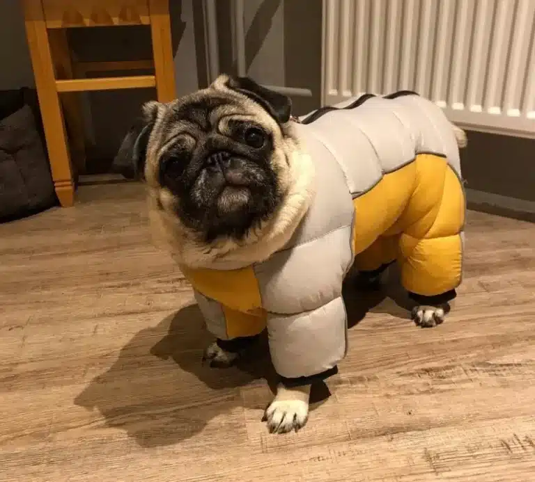 Manteau rembourré jaune et beige petit chien 12