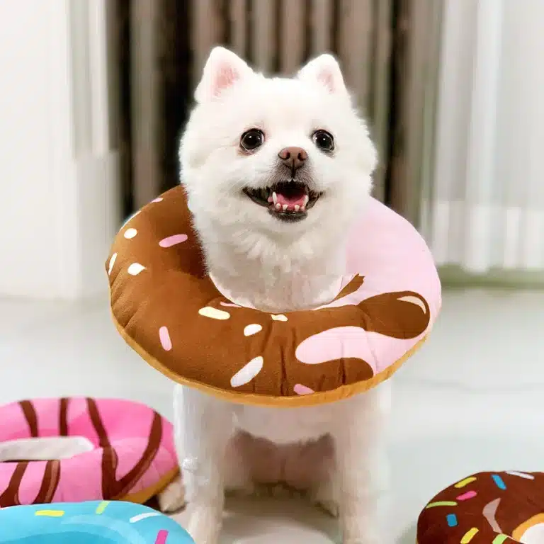 Collerette donuts petit chien 4