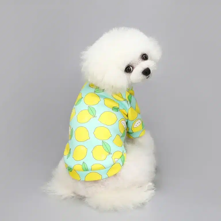 Pull spitz citron bleu et jaune 4