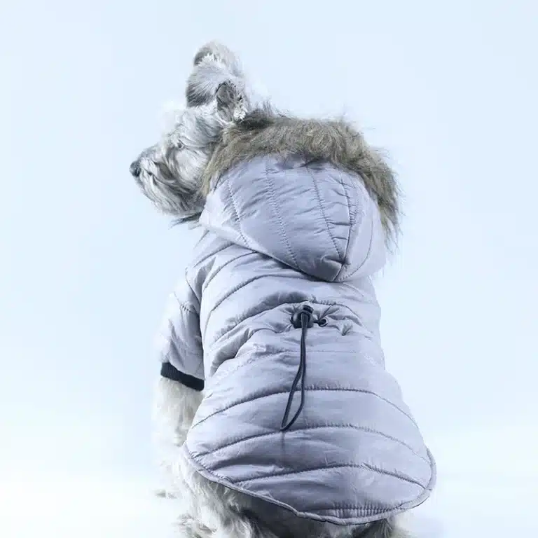 Manteau Chihuahua : Doudoune col fourrure grise 3