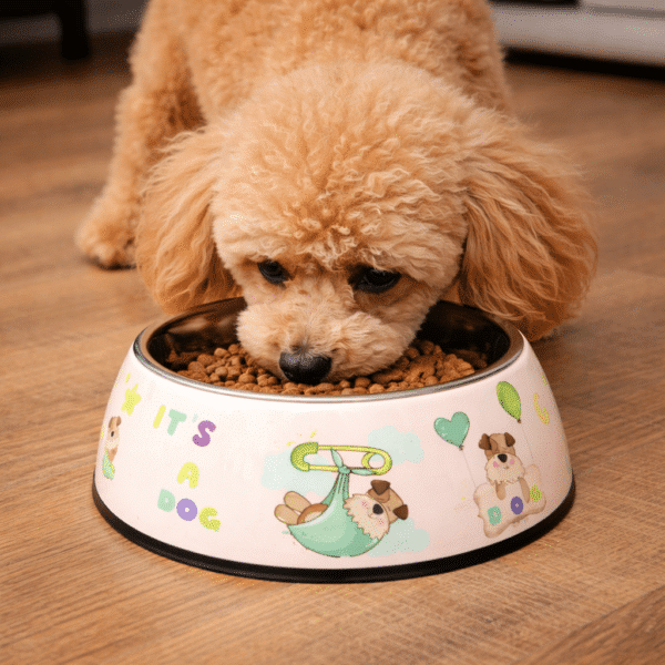 Gamelle chien : inox beige