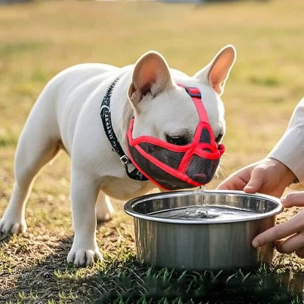 Muselière bouledogue français