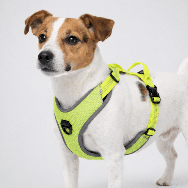 Harnais truelove pour chien