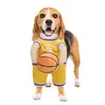 Déguisement basketteur chien 5