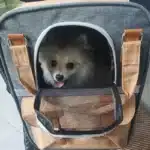 Sac à dos pour petit chien 1