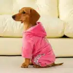 Survêtement chihuahua remma strass 5
