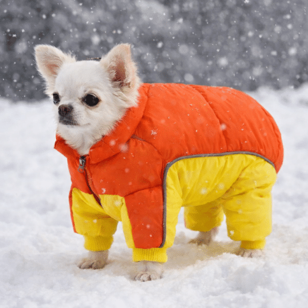 Manteau rembourré orange et jaune petit chien chihuahua