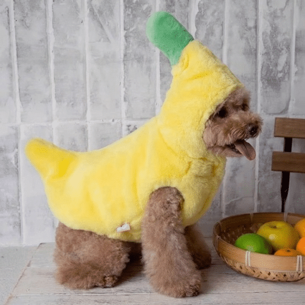 Déguisement banane petit chien
