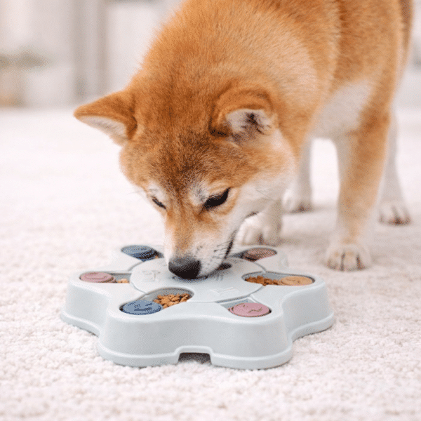 Distributeur croquette étoile bleu pour petit chien