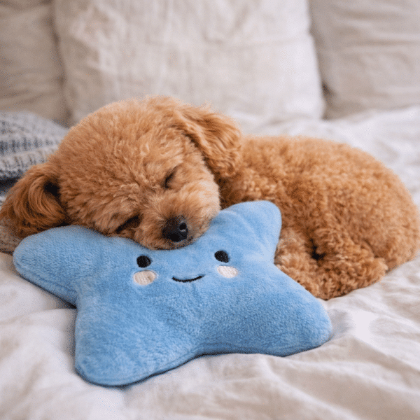 Peluche étoile bleu pour chien