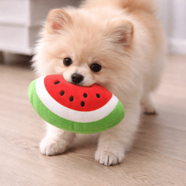 Peluche pastèque pour chien