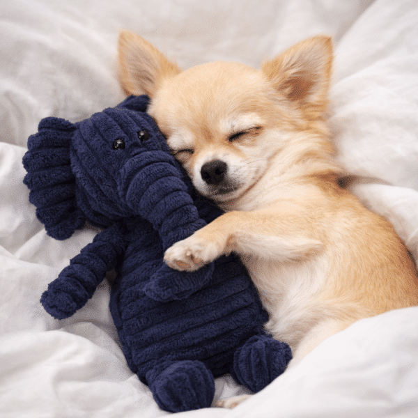 Jouet en peluche côtelé éléphant pour chien