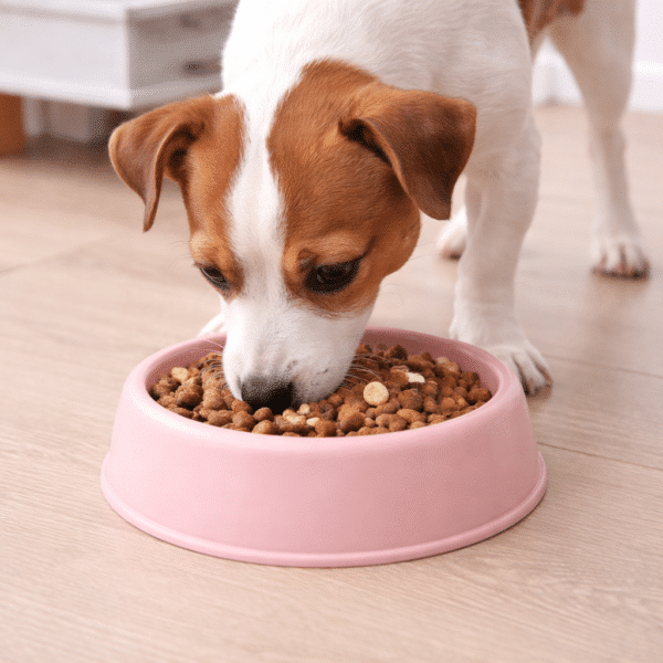 Gamelle rose pastel petit chien