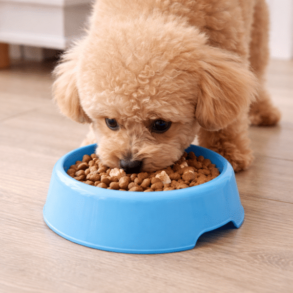 Gamelle bleu petit chien