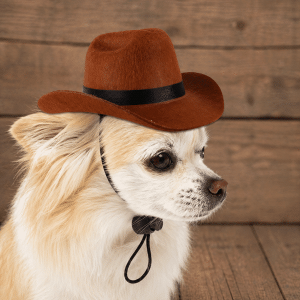 Chapeau de Cowboy pour chien