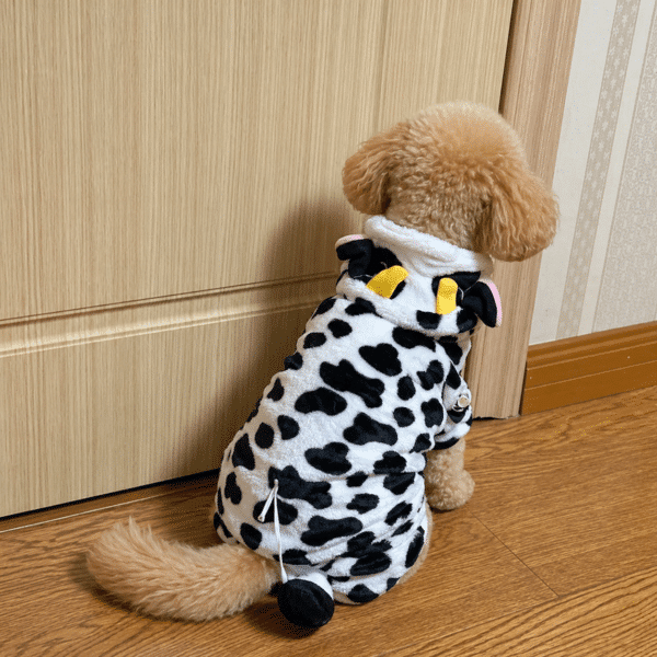 Déguisement vache petit chien