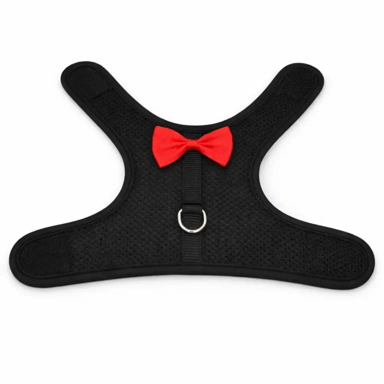 Harnais + laisse noir avec noeud rouge chihuahua ouvert