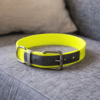 Collier imperméable true love chien